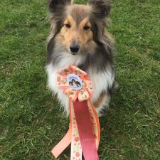 Shelties vom Wildberger Gäurand