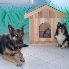 Hundepension