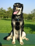 Hundeblicke