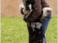 normal 2008 SF Dittus 057