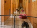 Jogis Hundeschule 005