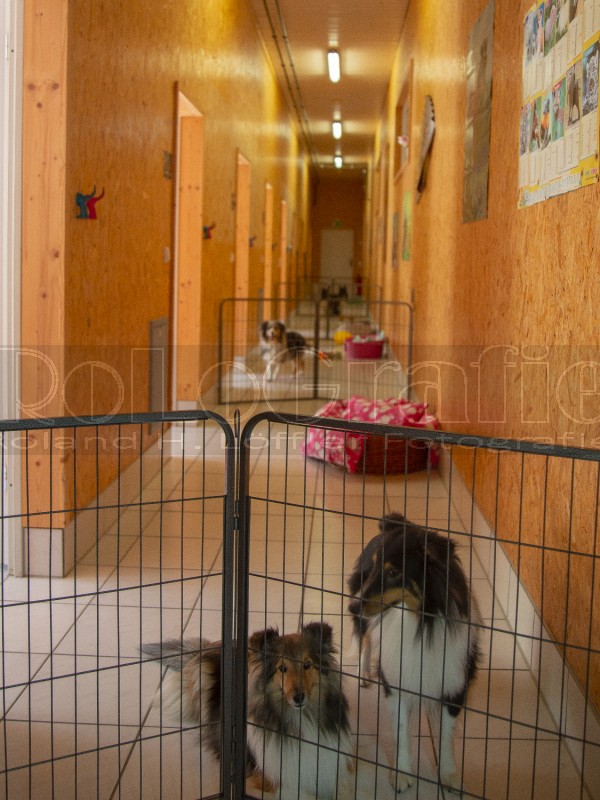 Jogis Hundeschule 005