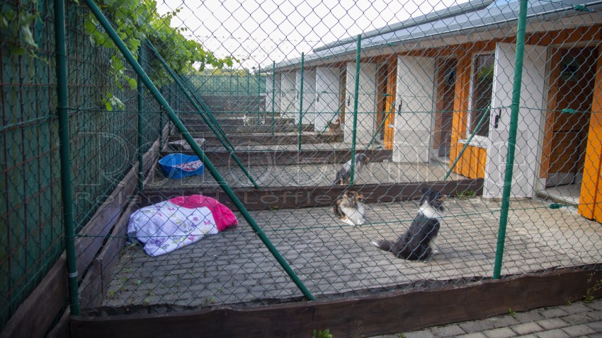 Jogis Hundeschule 007