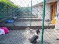 Jogis Hundeschule 008