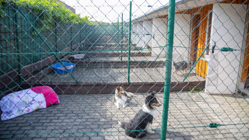 Jogis Hundeschule 008