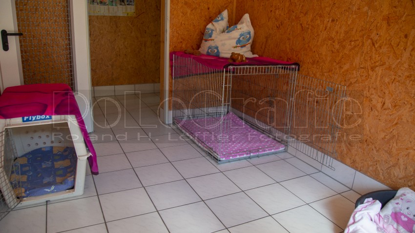 Jogis Hundeschule 010