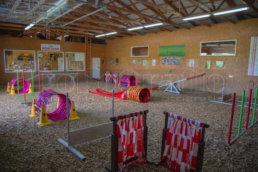 Jogis Hundeschule 015