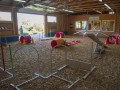 Jogis Hundeschule 017