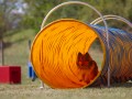 Jogis Hundeschule 021
