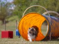 Jogis Hundeschule 022