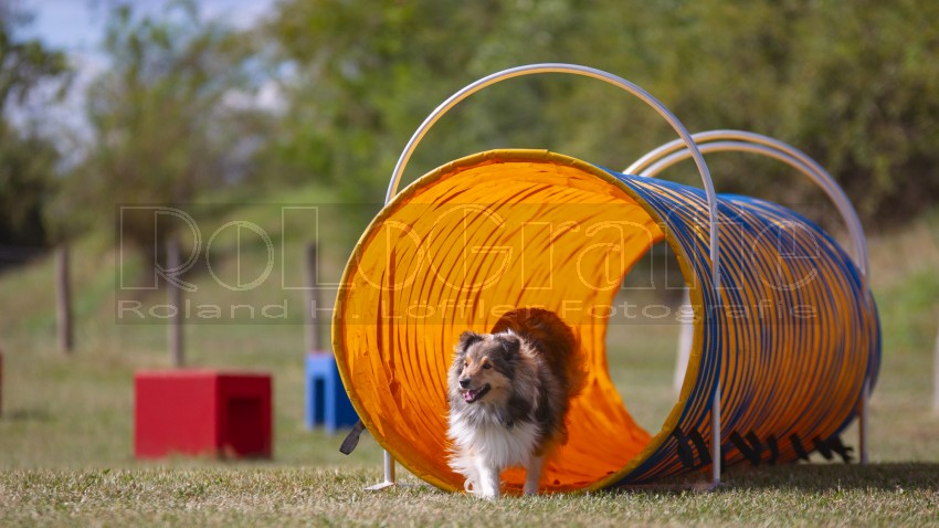 Jogis Hundeschule 022
