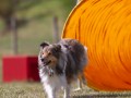 Jogis Hundeschule 023