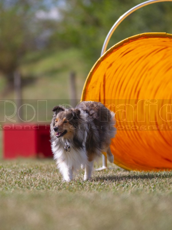Jogis Hundeschule 023