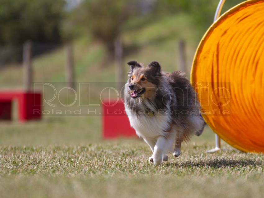 Jogis Hundeschule 024
