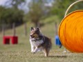 Jogis Hundeschule 025