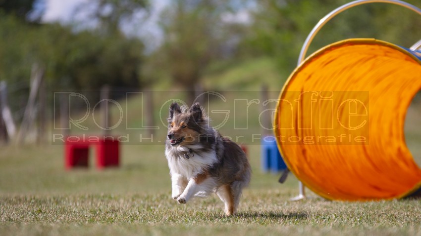Jogis Hundeschule 025