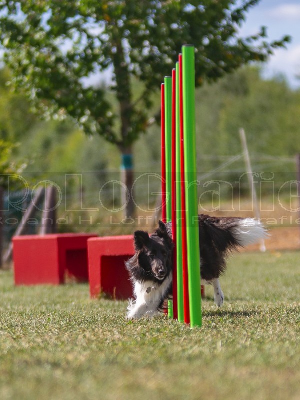 Jogis Hundeschule 026