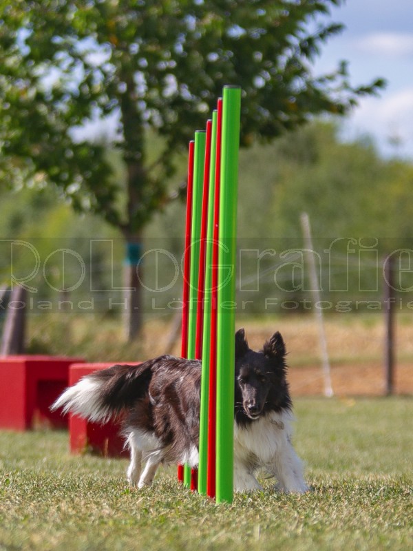 Jogis Hundeschule 027