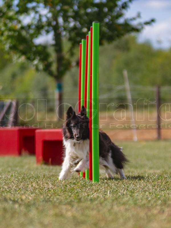 Jogis Hundeschule 028