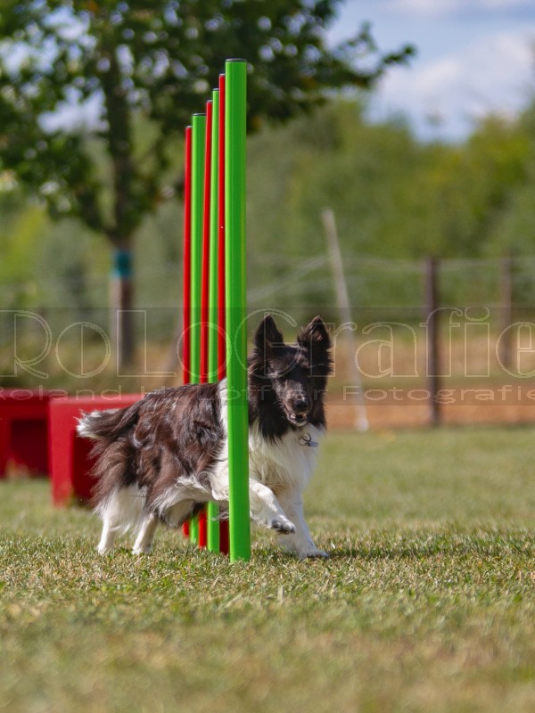 Jogis Hundeschule 029