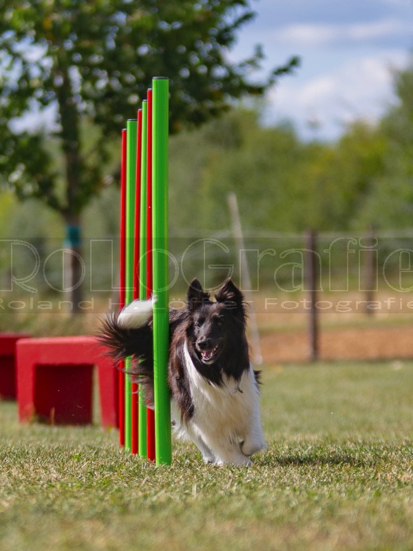 Jogis Hundeschule 030