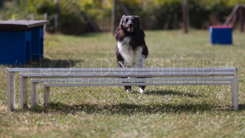 Jogis Hundeschule 031