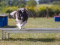 Jogis Hundeschule 032