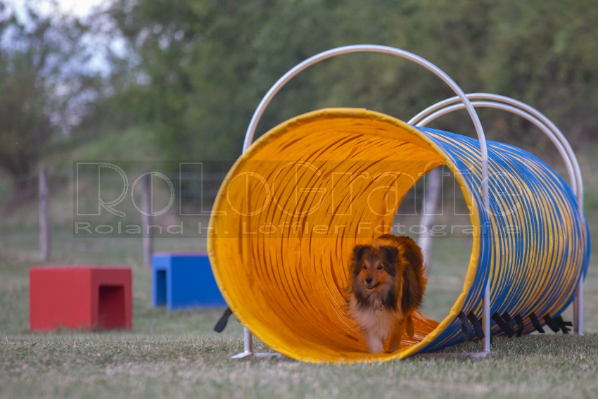 Jogis Hundeschule 033