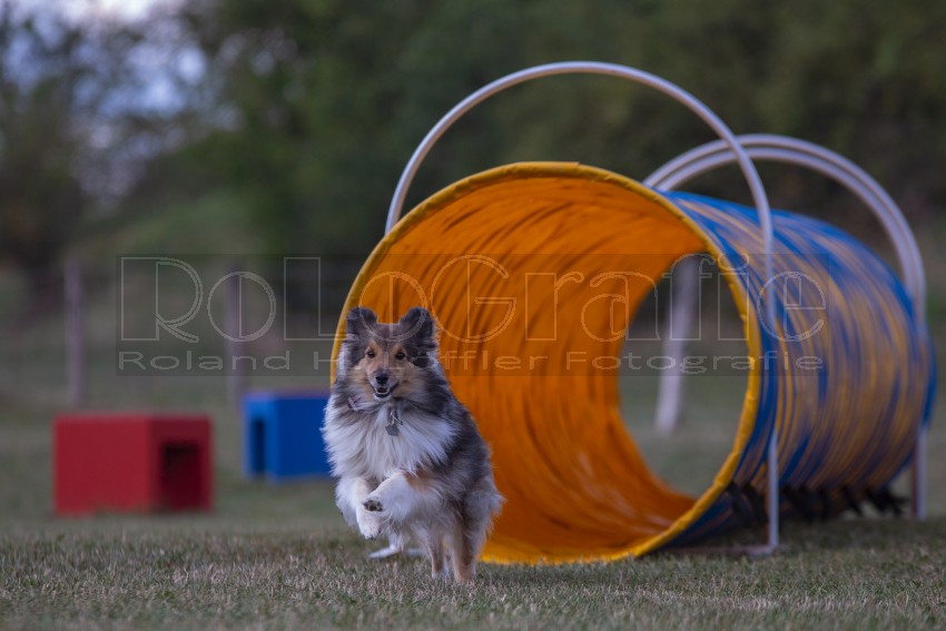Jogis Hundeschule 034