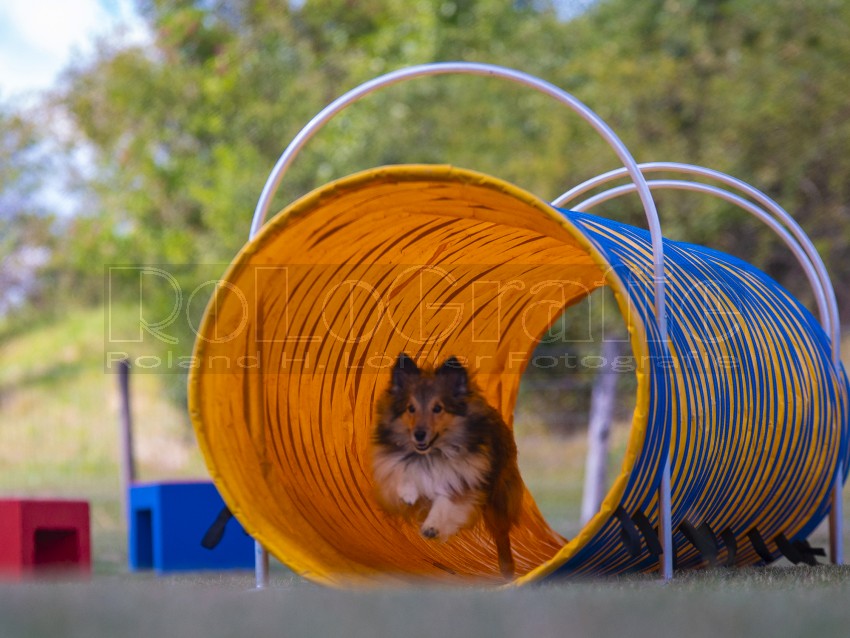 Jogis Hundeschule 035