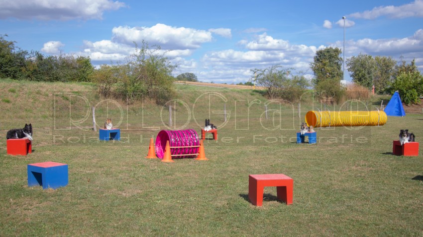 Jogis Hundeschule 036