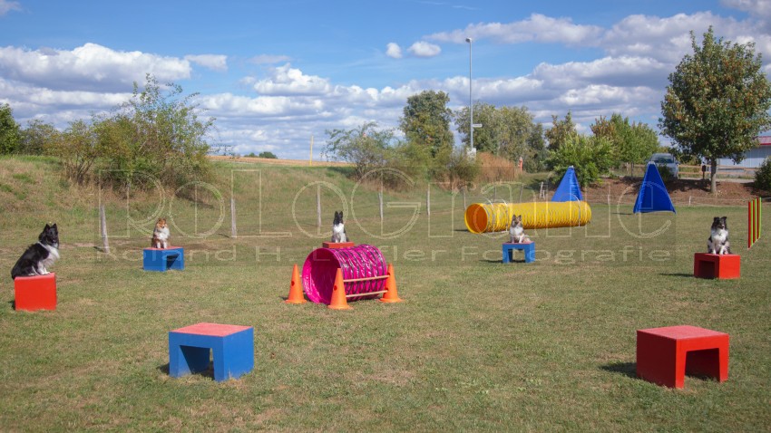 Jogis Hundeschule 040