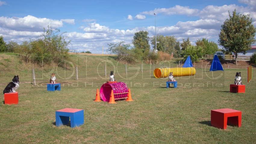 Jogis Hundeschule 041