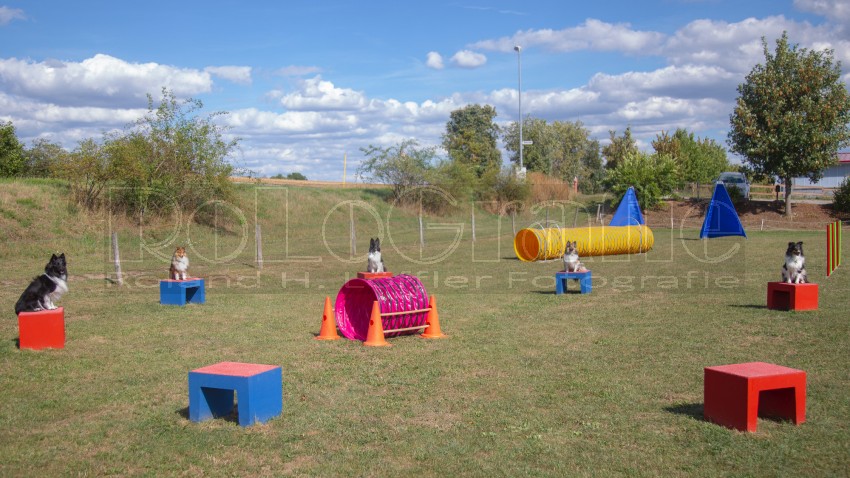 Jogis Hundeschule 042