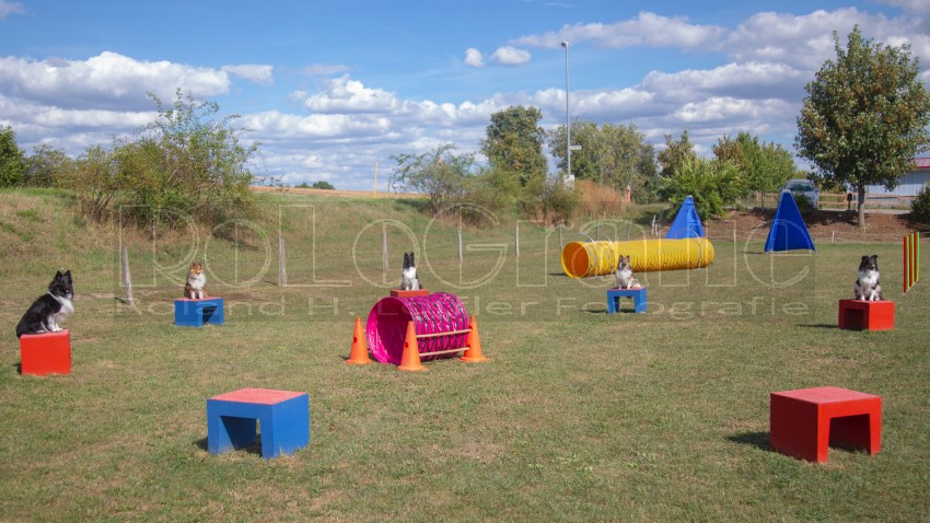 Jogis Hundeschule 043