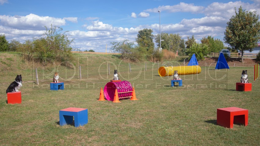 Jogis Hundeschule 044