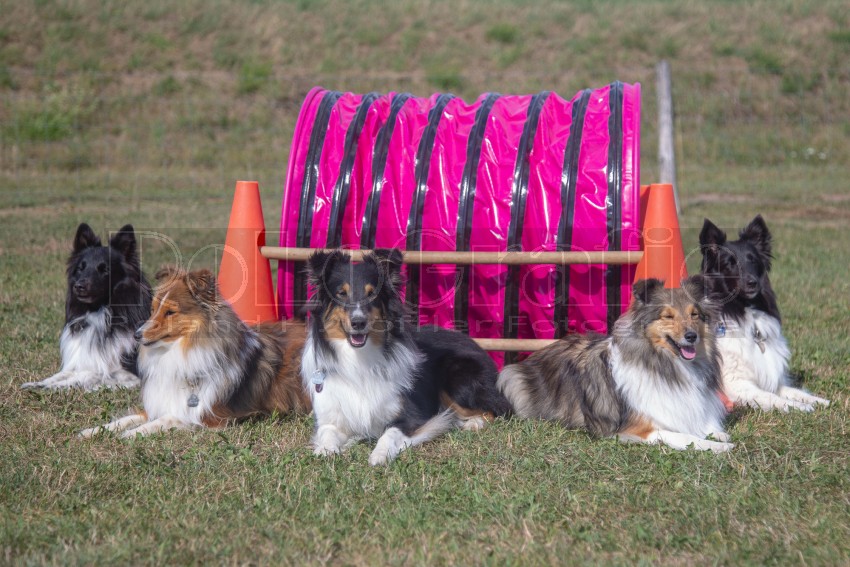 Jogis Hundeschule 050