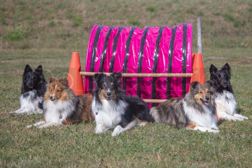 Jogis Hundeschule 051