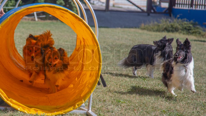 Jogis Hundeschule 054