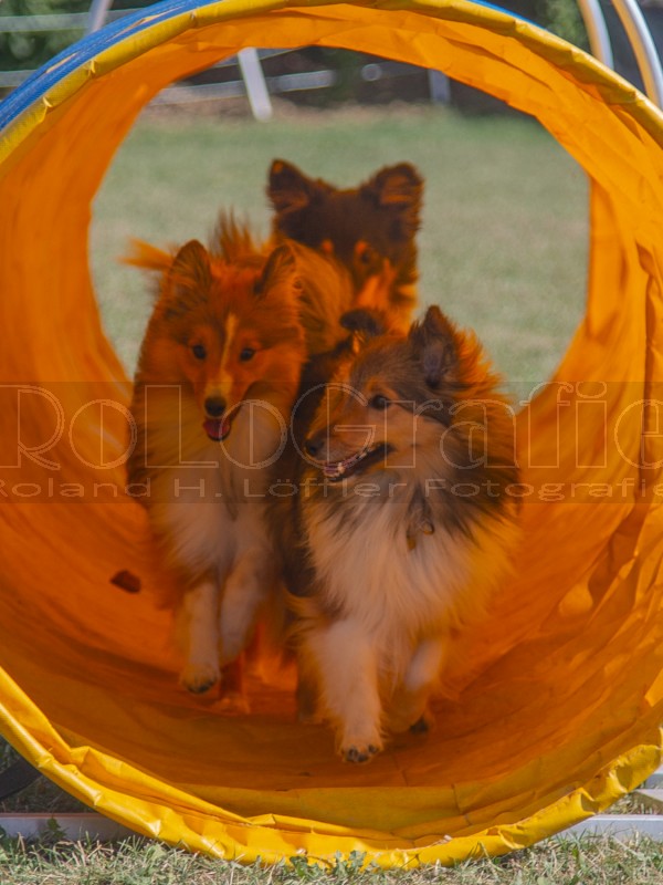 Jogis Hundeschule 055