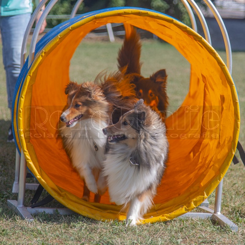Jogis Hundeschule 056