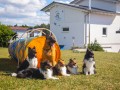 Jogis Hundeschule 057