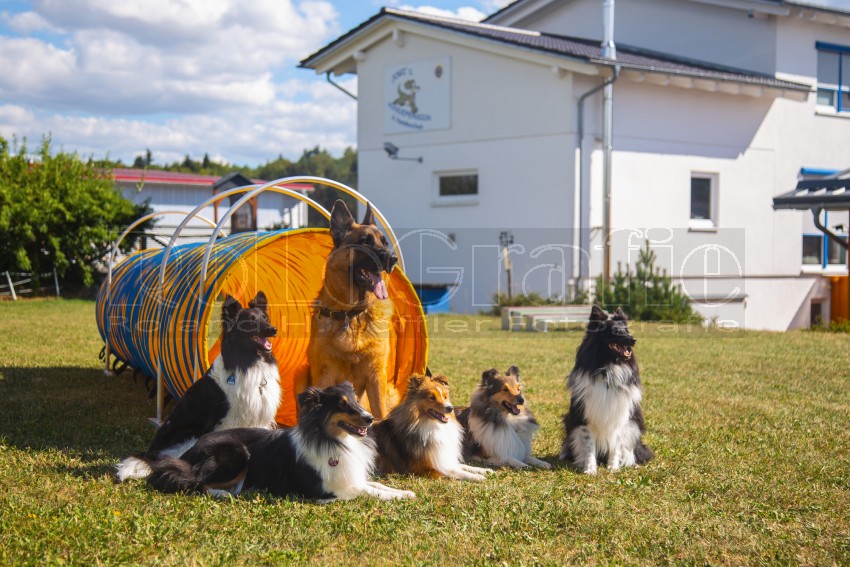 Jogis Hundeschule 057