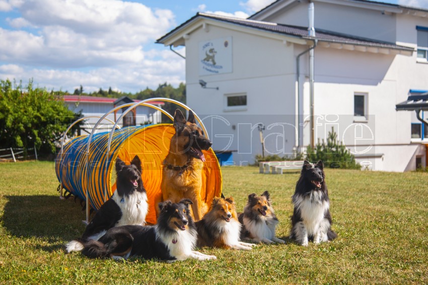 Jogis Hundeschule 059