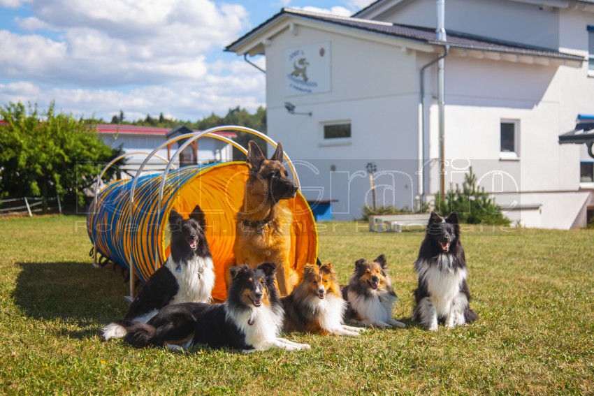 Jogis Hundeschule 061