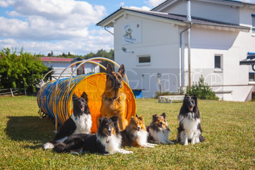 Jogis Hundeschule 064