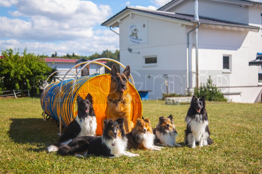 Jogis Hundeschule 065
