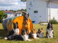 Jogis Hundeschule 067