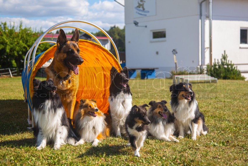 Jogis Hundeschule 075