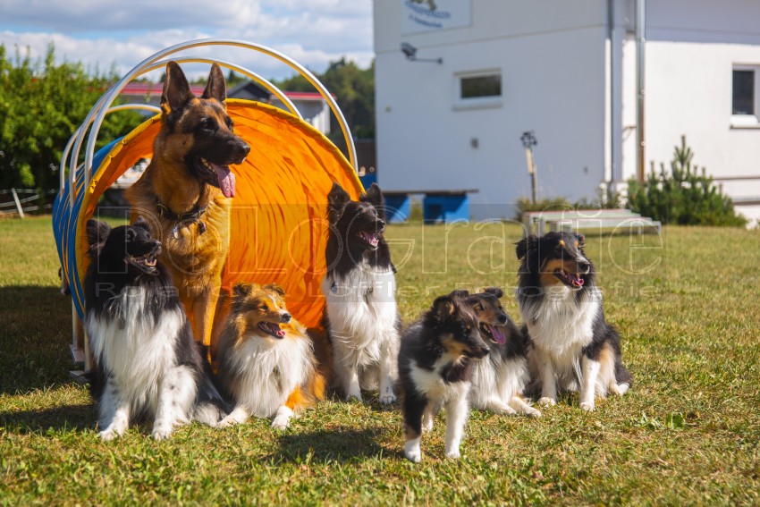Jogis Hundeschule 077